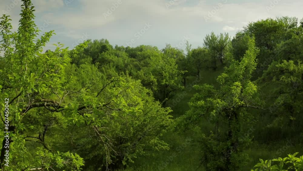 4K aerial video with drone flying over a beautiful fruit orchard during a spring sunset landscape with small yellow flowers 4K aerial video with drone flying over a beautiful fruit orchard during a spring sunset landscape with small yellow flowers