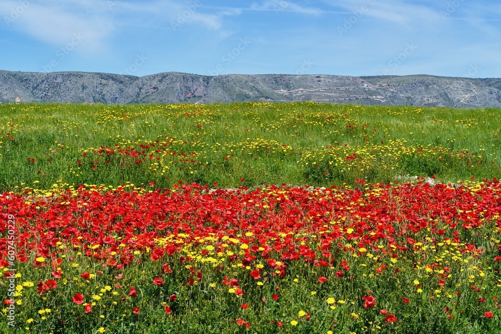 Meadow with poppies and mountains in the background. Bloomin red poppies. Poppy flowers. Gargano, Italy.