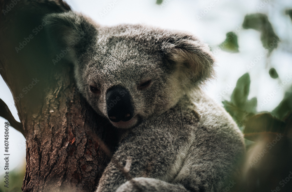 koala resting and sleeping on his tree with a cute smile. Australia, Queensland.