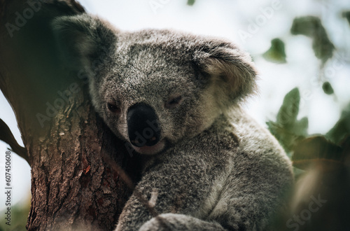 Fototapeta Naklejka Na Ścianę i Meble -  koala resting and sleeping on his tree with a cute smile. Australia, Queensland.
