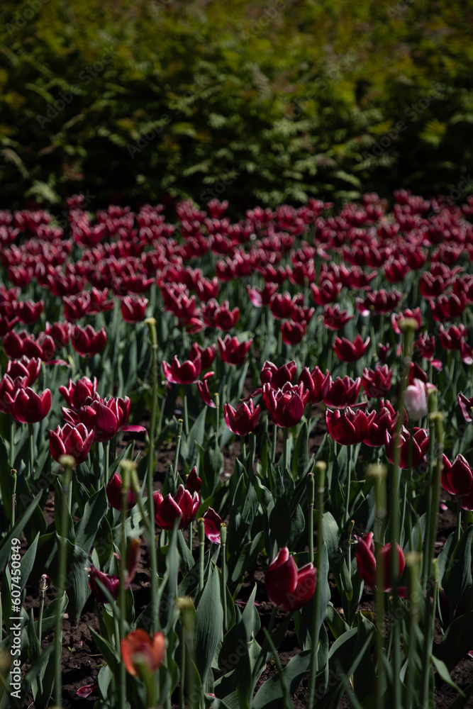 Fields of Flowers Fields of Flowers
