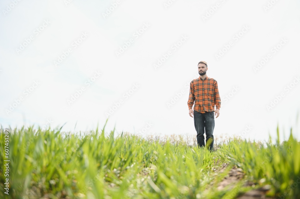 A young farmer inspects the quality of wheat sprouts in the field. The concept of agriculture. A young farmer inspects the quality of wheat sprouts in the field. The concept of agriculture.