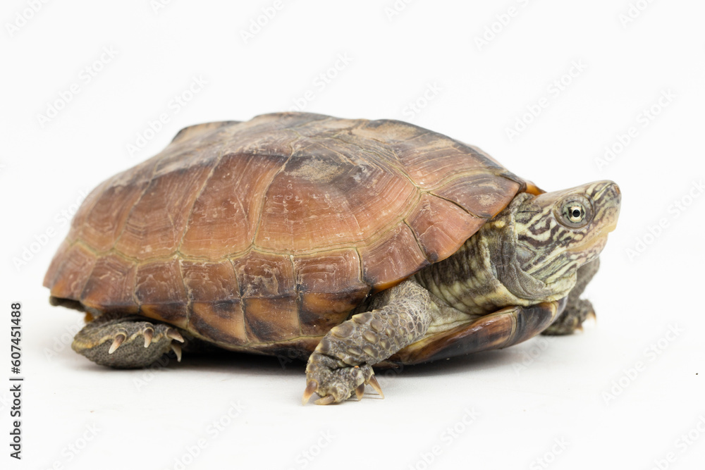 The razor-backed musk turtle (Sternotherus carinatus) isolated on white background The razor-backed musk turtle (Sternotherus carinatus) isolated on white background