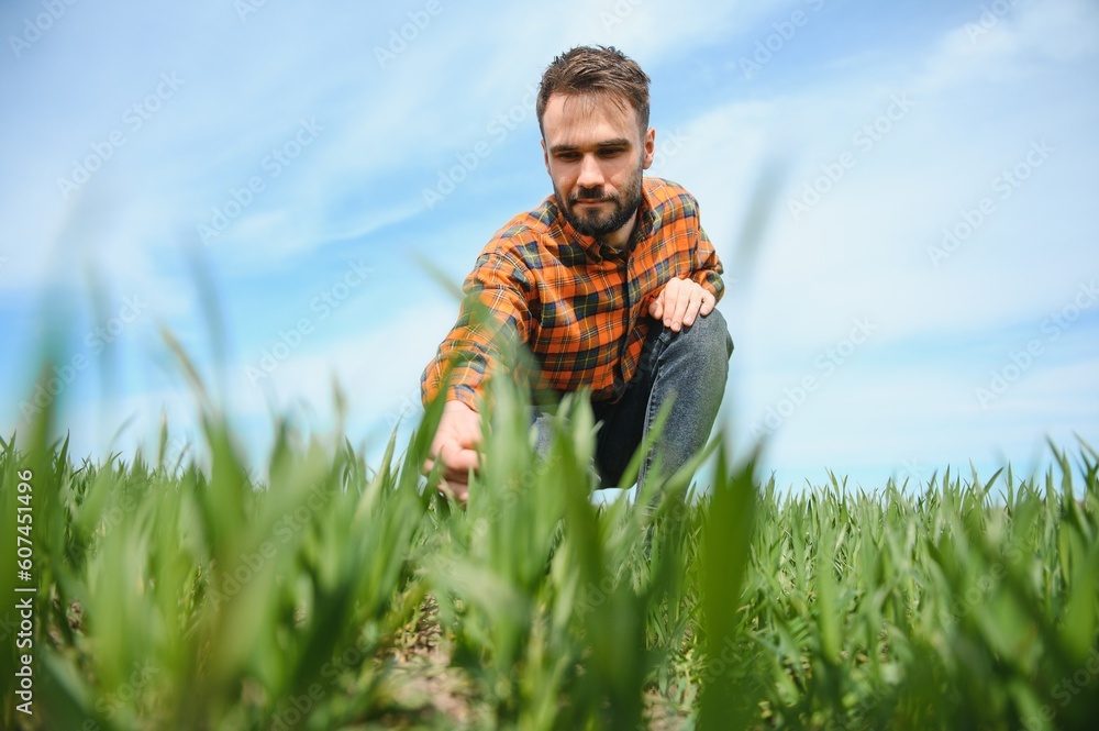 male agronomist on a green agricultural field of wheat male agronomist on a green agricultural field of wheat