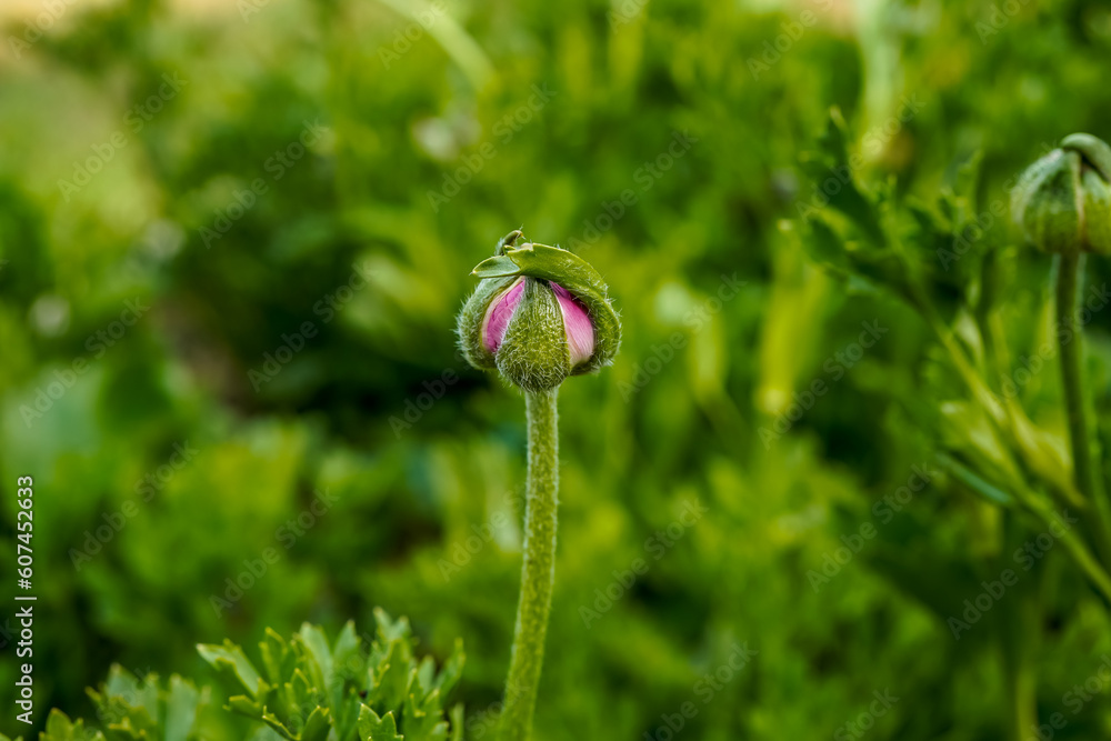 Single pink ranunculus flower beginning to open. Healthy greenery. Single pink ranunculus flower beginning to open. Healthy greenery.