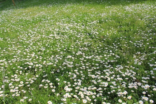 Blumenwiese