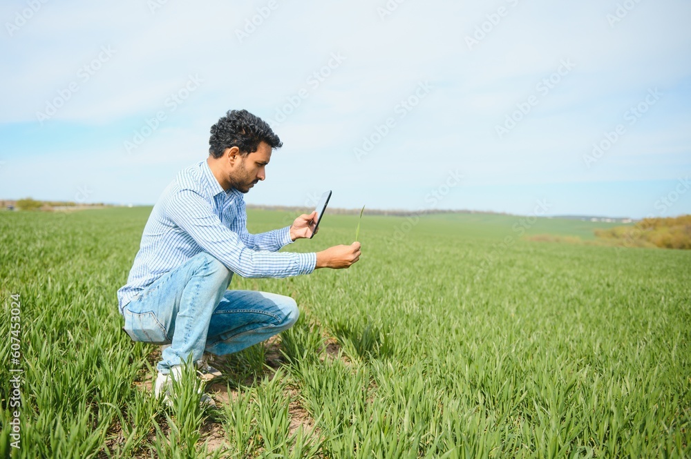 Indian farmer holding crop plant in his Wheat field Indian farmer holding crop plant in his Wheat field