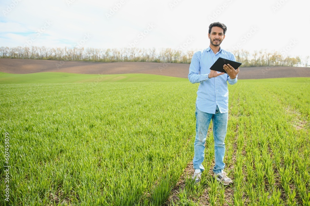 Portrait of farmer standing in a wheat field. farmer stands in green wheat field, looks, examines his crop Portrait of farmer standing in a wheat field. farmer stands in green wheat field, looks, examines his crop