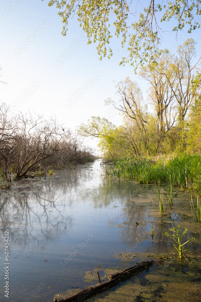 Marsh habitat in Pelee National Park in Ontario on a spring day in soft early morning light Marsh habitat in Pelee National Park in Ontario on a spring day in soft early morning light