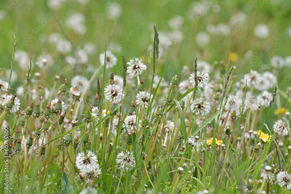 Fototapeta premium Rain wet white dandelions in a meadow