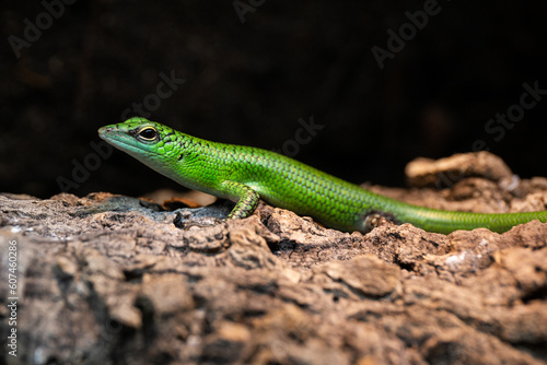 green lizard on a tree © Kajetan