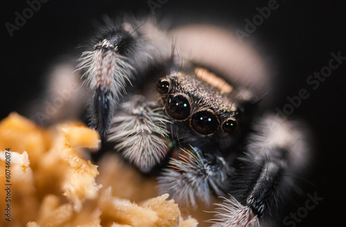 spider on the web © Kajetan