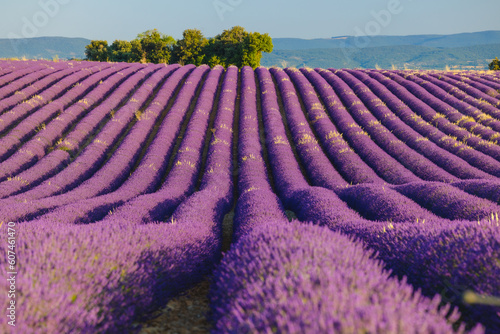 Summer, sunny and warm view of the lavender fields in Provence near the town of Valensole in France. Lavender fields have been attracting crowds of tourists to this region for years.