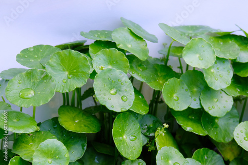 Fresh green Centella asiatica with water droplets on a white background.