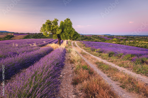 Summer, sunny and warm view of the lavender fields in Provence near the town of Valensole in France. Lavender fields have been attracting crowds of tourists to this region for years.