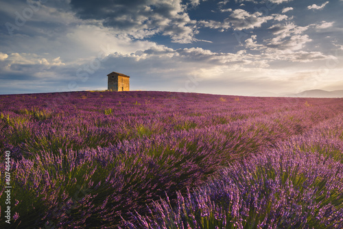 Summer, sunny and warm view of the lavender fields in Provence near the town of Valensole in France. Lavender fields have been attracting crowds of tourists to this region for years. © PawelUchorczak