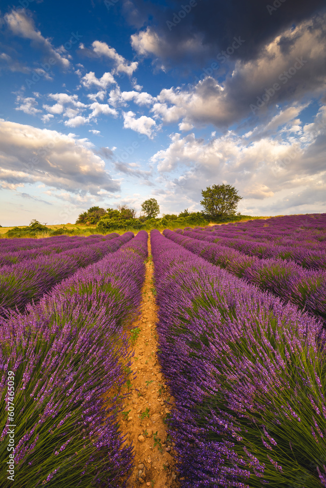 Summer, sunny and warm view of the lavender fields in Provence near the town of Valensole in France. Lavender fields have been attracting crowds of tourists to this region for years. Summer, sunny and warm view of the lavender fields in Provence near the town of Valensole in France. Lavender fields have been attracting crowds of tourists to this region for years.