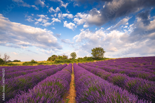 Summer, sunny and warm view of the lavender fields in Provence near the town of Valensole in France. Lavender fields have been attracting crowds of tourists to this region for years.