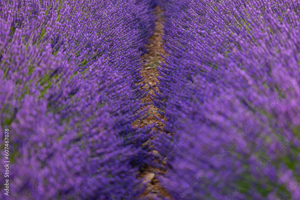 Summer, sunny and warm view of the lavender fields in Provence near the town of Valensole in France. Lavender fields have been attracting crowds of tourists to this region for years. Summer, sunny and warm view of the lavender fields in Provence near the town of Valensole in France. Lavender fields have been attracting crowds of tourists to this region for years.
