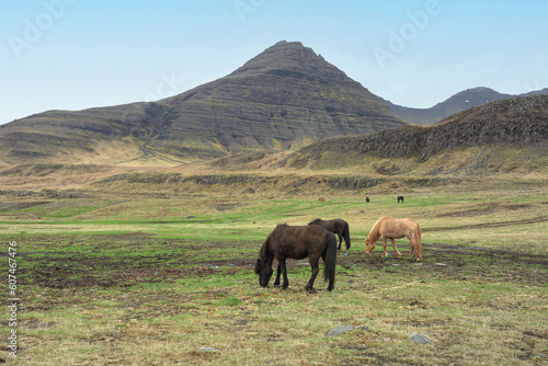 Horses in springtime in the west part of Iceland