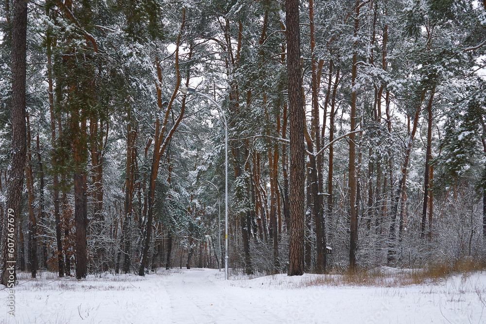 Fototapeta premium Winter quiet alley for healthy walks in a forest park among pines