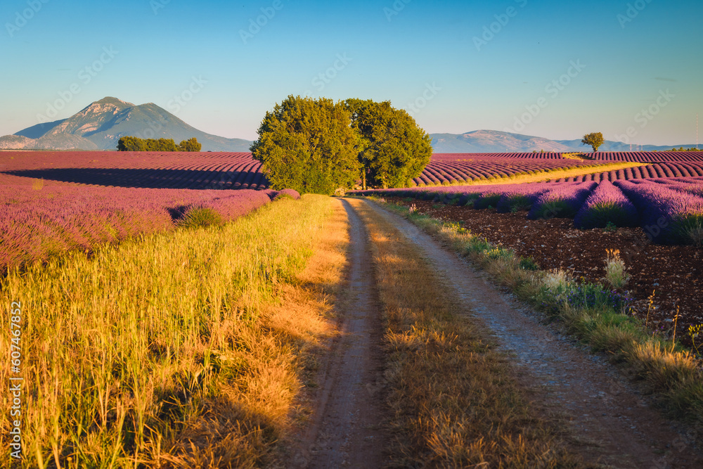 Fototapeta premium Summer, sunny and warm view of the lavender fields in Provence near the town of Valensole in France. Lavender fields have been attracting crowds of tourists to this region for years.