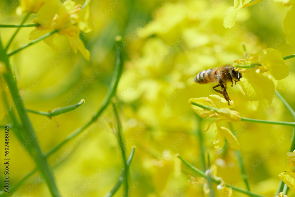 Pracowite pszczoły na polu rzepaku zbierają nektar i pyłek, pożytek na miód, propolis. - obrazy, fototapety, plakaty 