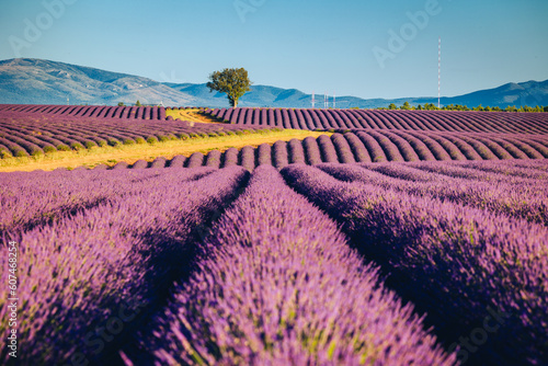Fototapeta Naklejka Na Ścianę i Meble -  Summer, sunny and warm view of the lavender fields in Provence near the town of Valensole in France. Lavender fields have been attracting crowds of tourists to this region for years.