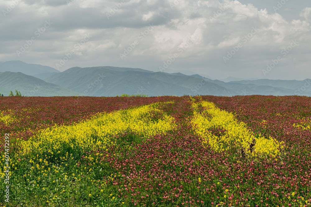Pink fields of sainfoin and yellow rapeseed in a mountain valley. Forage crops in agriculture.