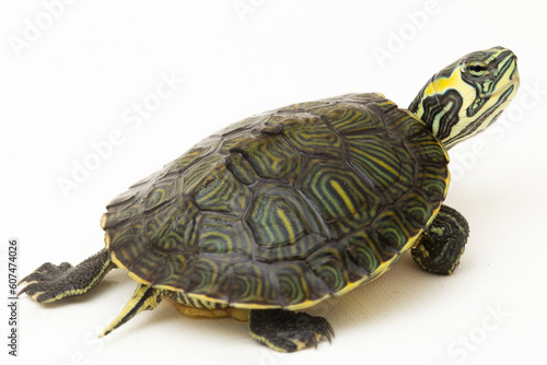 The yellow-bellied slider turtle (Trachemys scripta scripta) isolated on white background