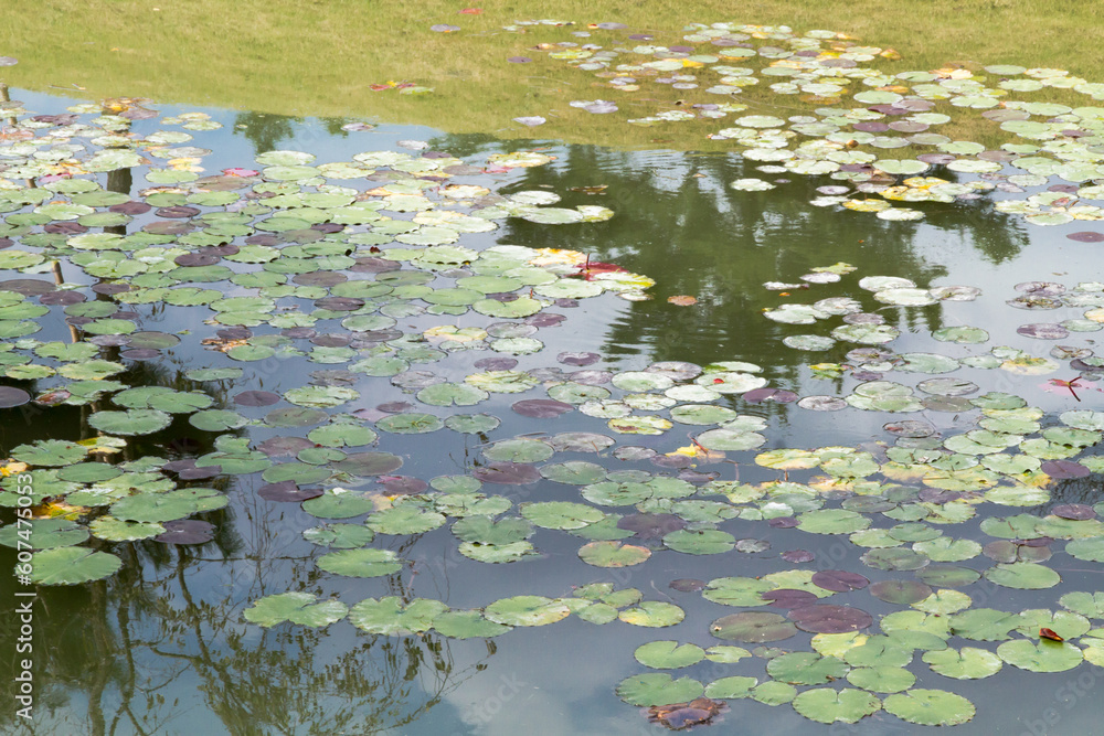 waterlilly leaves floating in a Japanese temple pond waterlilly leaves floating in a Japanese temple pond