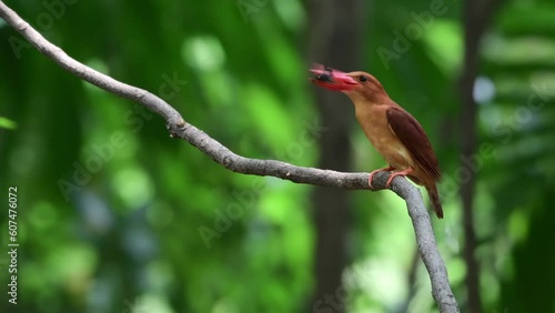 Ruddy Kingfisher eating crickets perching on a branch of tree in Thailand. photo
