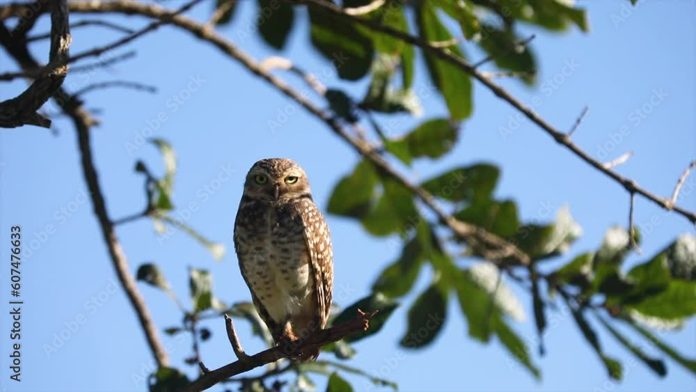 Burrowing Owl (Athene cunicularia) in closeup video and selective focus with depth blur Burrowing Owl (Athene cunicularia) in closeup video and selective focus with depth blur