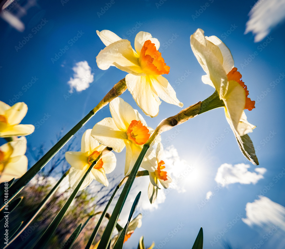 First spring flowers blooming in the garden. Bright morning view of blooming narcissus (Narcissus poeticus) flowers at April. Beautiful floral background. Anamorphic macro photography.