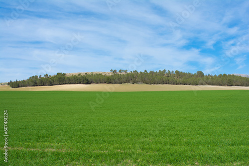 Landscape of green wheat field in sunlight, Spring with green herb, Meadow of wheat. Nature composition. growing Green wheat field under blue sky, Afrian agriculture background, Mila Province, Algeria