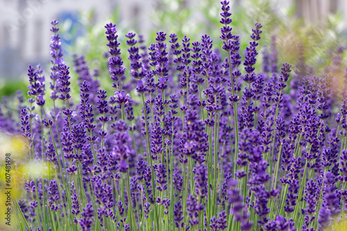 Obraz na płótnie Lavandula angustifolia bunch of flowers in bloom, purple scented flowering bouquet of plant w salonie