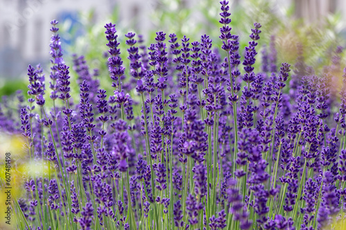 Lavandula angustifolia bunch of flowers in bloom, purple scented flowering bouquet of plant photo