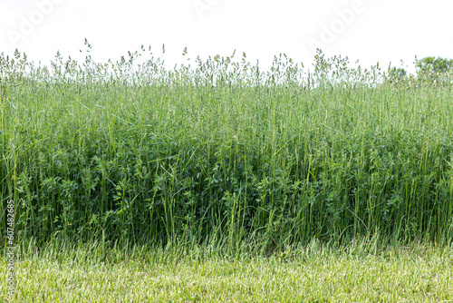 The edge of a hay field with alfalfa and orchardgrass.