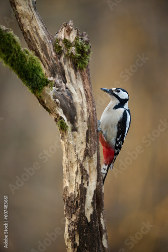 Great spotted Woodpecker perched on a tree branch