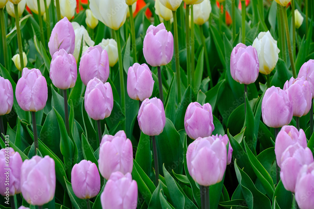 Flower bed with lilac tulips green background petals.