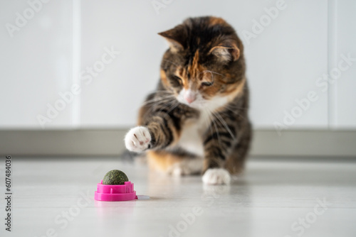 Fotografie Multicoloured cat play with ball from dark green catmint or catswort