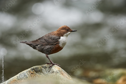 European dipper on a rock on bank of a mountain stream