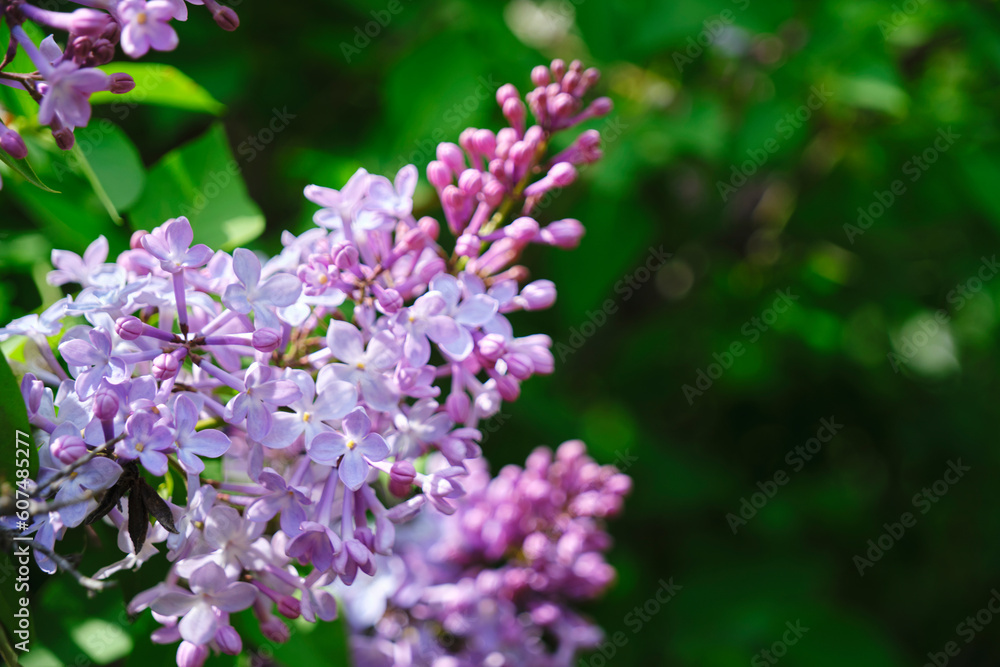 Branch of blooming lilac background green foliage. Branch of blooming lilac background green foliage.