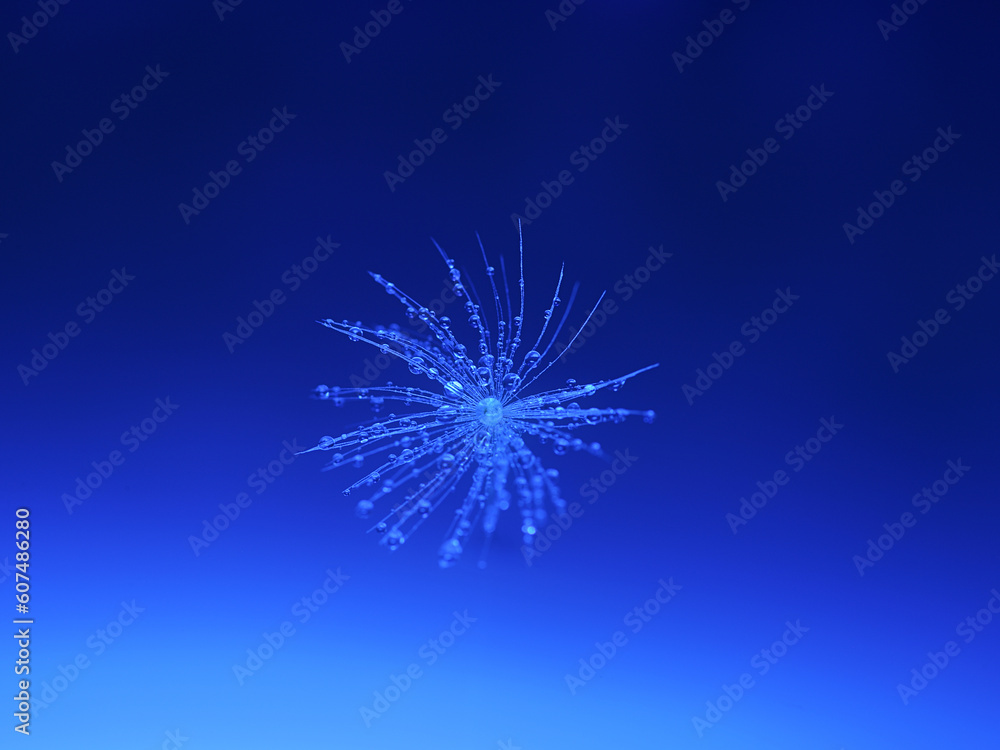 Dandelion seed with drops of water in macro details. On the blurred background of blue color transitioning from light to dark blue.