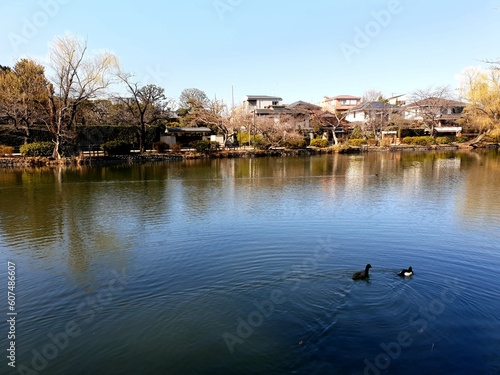 Japanese pond