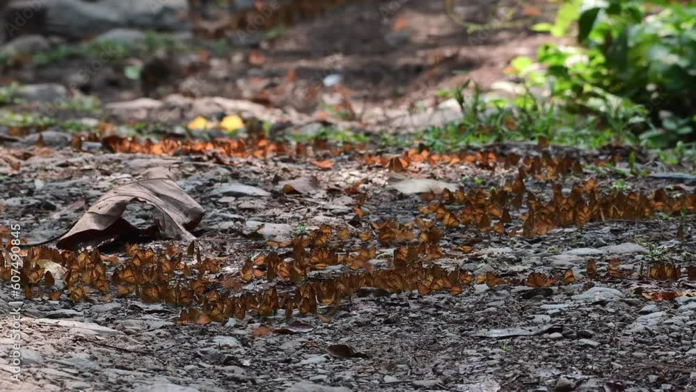 Many butterflies on the ground and flying at Ban Krang Camp, Kaeng Krachan National Park, Phetchaburi, Thailand. Many butterflies on the ground and flying at Ban Krang Camp, Kaeng Krachan National Park, Phetchaburi, Thailand.