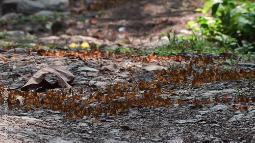 Many butterflies on the ground and flying at Ban Krang Camp, Kaeng Krachan National Park, Phetchaburi, Thailand.