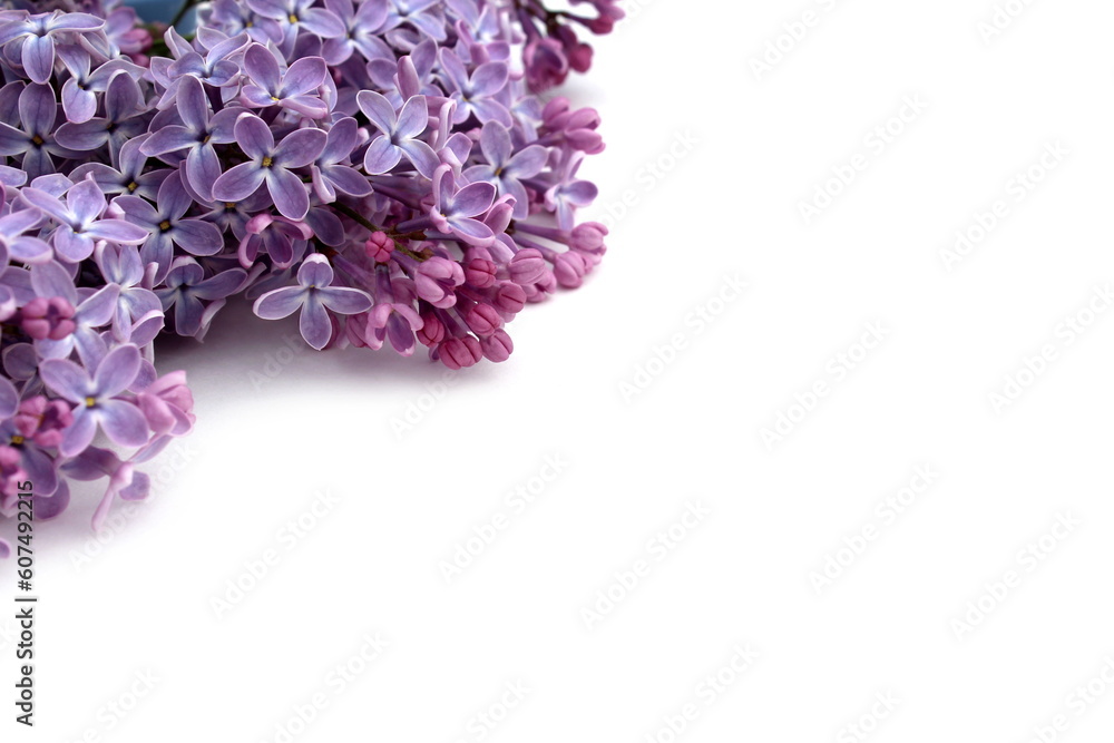 Beautiful lilac flowers lie on a white background.	
