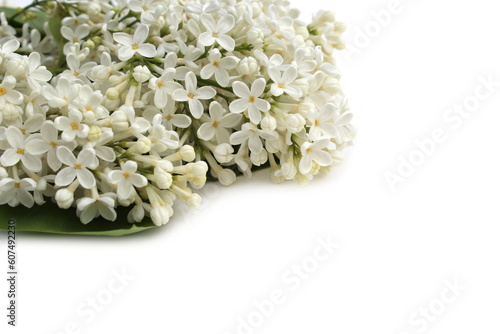 A white branch of lilac lies on a white isolated background.