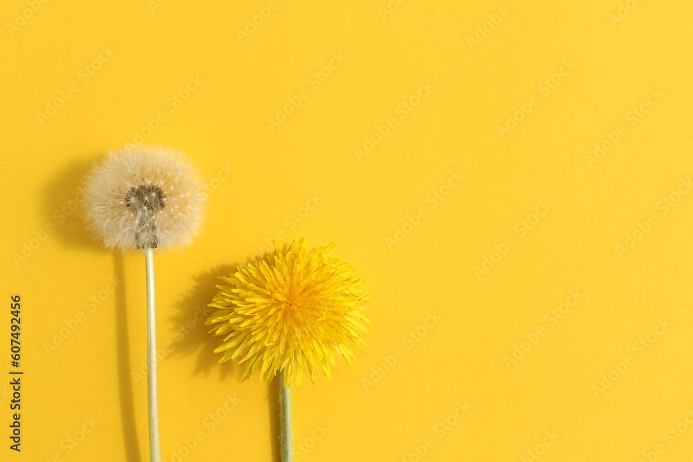On a yellow background lies one flower of a fresh dandelion and a faded dandelion.